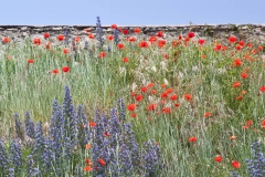 'Floral Wall': Chateau de Chinon, Saumur, France (2012)