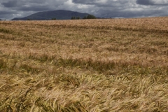 'Cornfield': Ireland (2012)