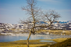 'Lone Tree': Sysenvatn, Norway (2008)