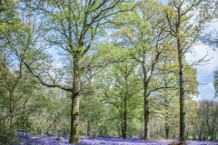 Bluebells, West Sussex (2014)