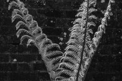 'Fern': Arundel Castle, West sussex (2018)