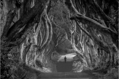 Folio 298: The Dark Hedges