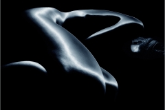 Folio 314: Foetal Form